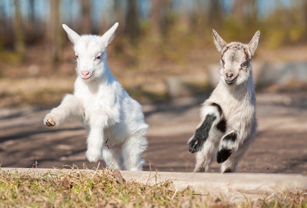 The rise of goat yoga: gimmick or genius? 